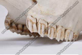 Photo Reference of Animal Teeth